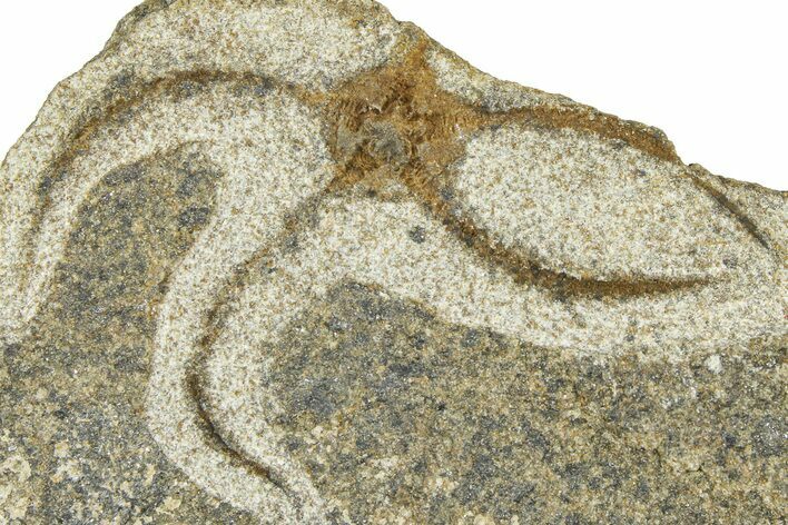 Ordovician Brittle Star (Ophiura) - Morocco #365293